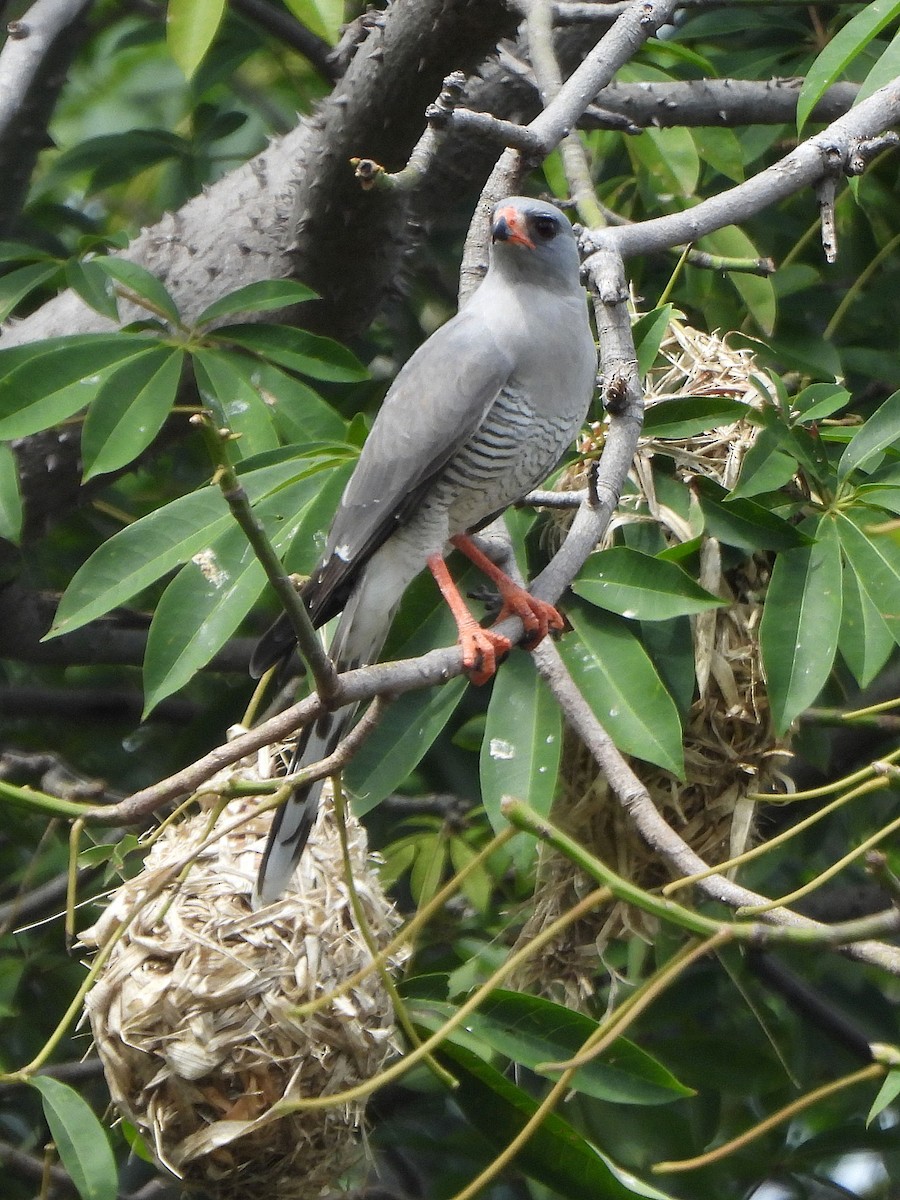 jestřáb gabar - ML647182395