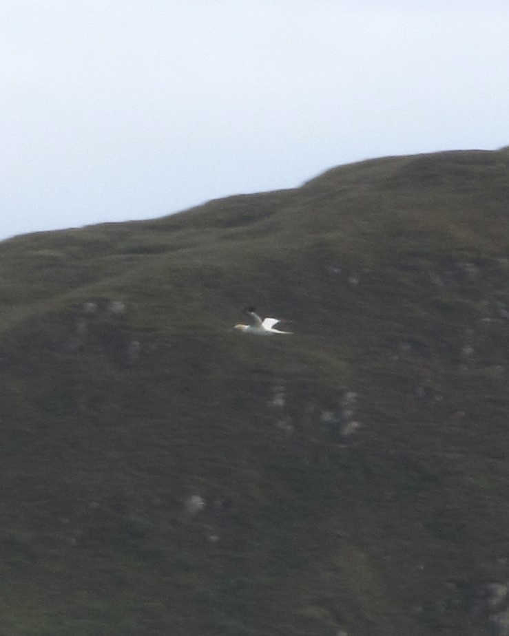 סולה מצויה - ML647182398