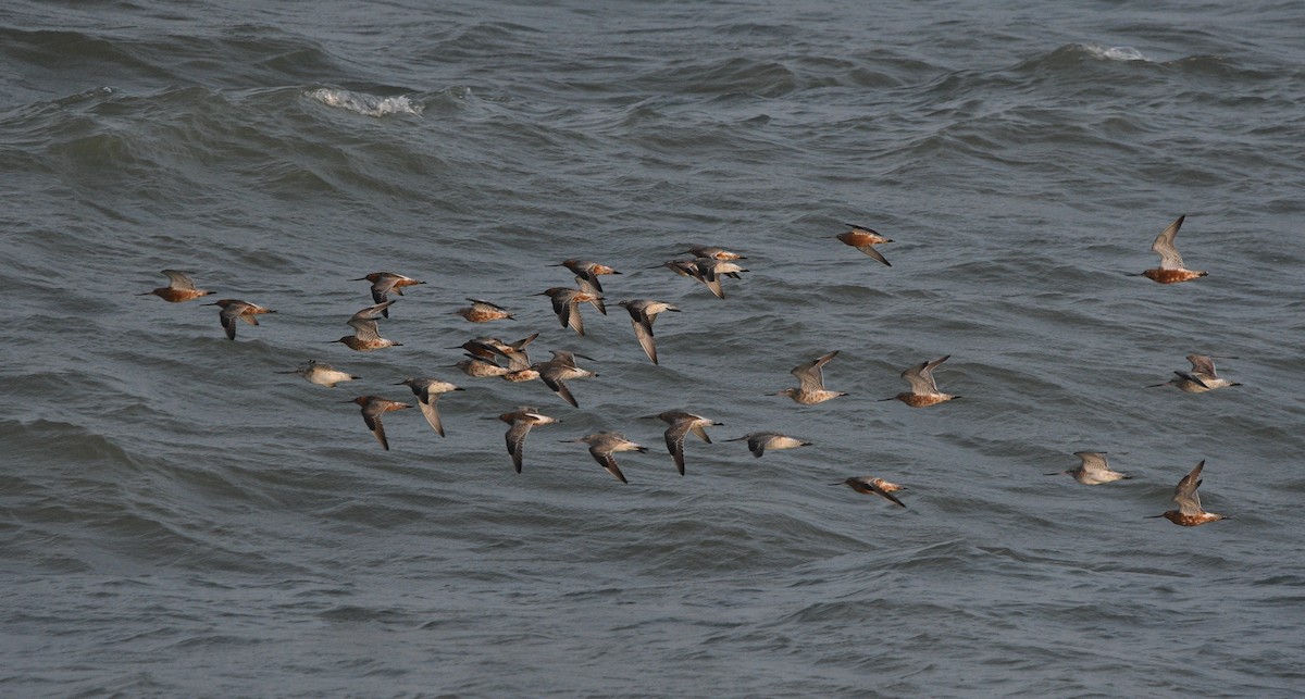 Bar-tailed Godwit - ML647182401