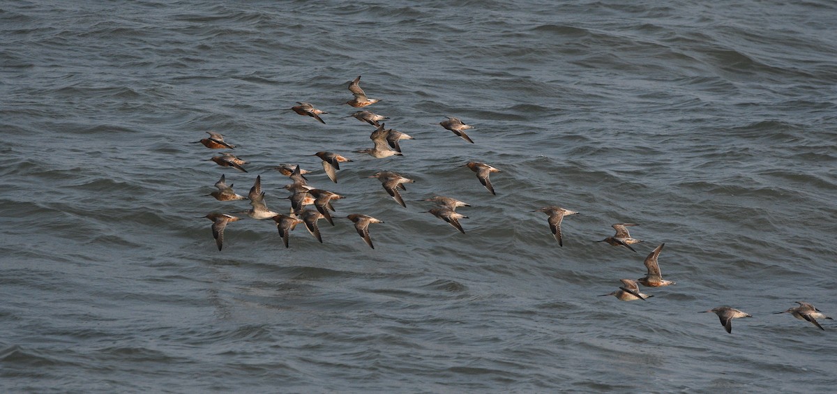 Bar-tailed Godwit - ML647182402