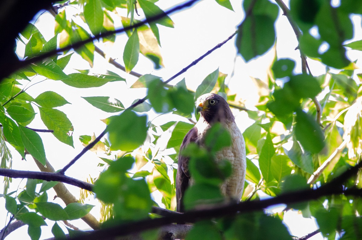 Roadside Hawk - ML647182425