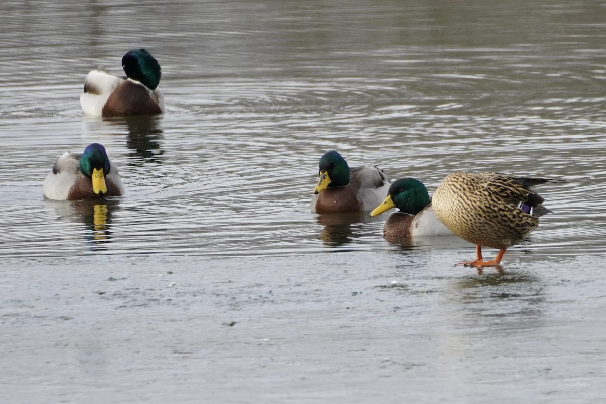 Mallard - ML647182427