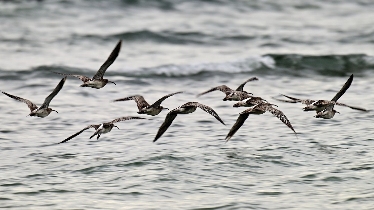 Eurasian Whimbrel - ML647182429