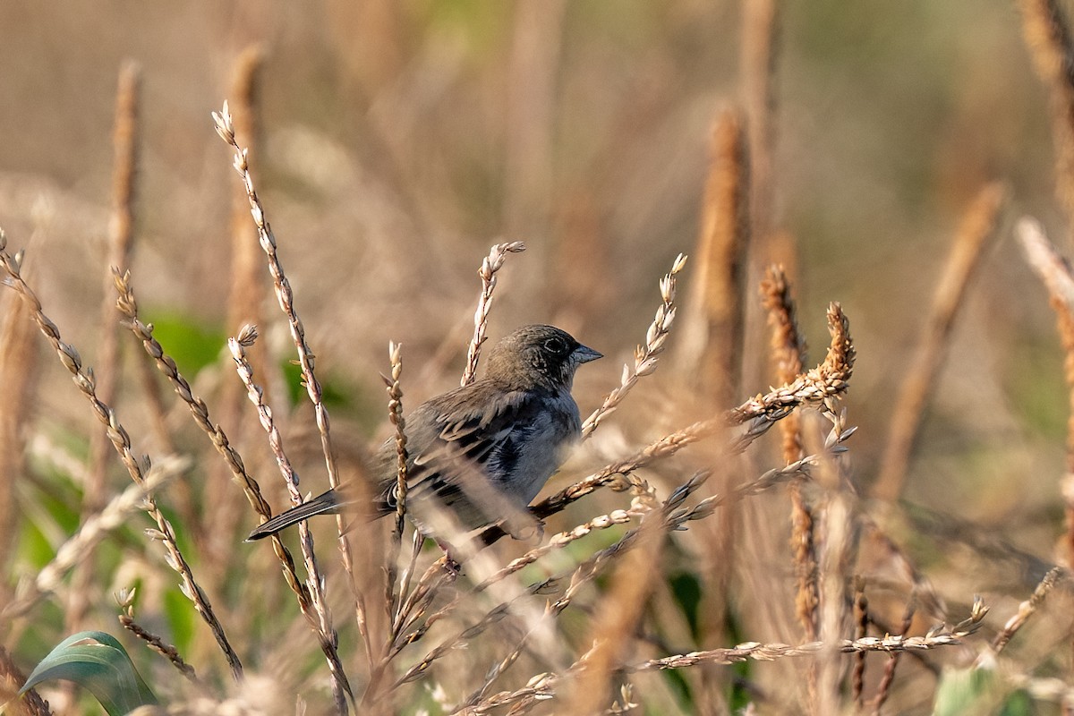 Black-headed Bunting - ML647182430