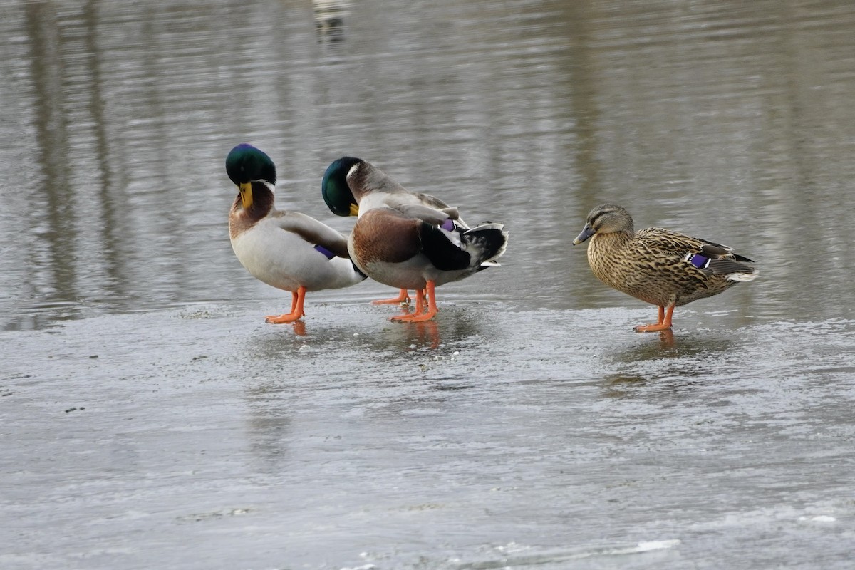 Mallard - ML647182434