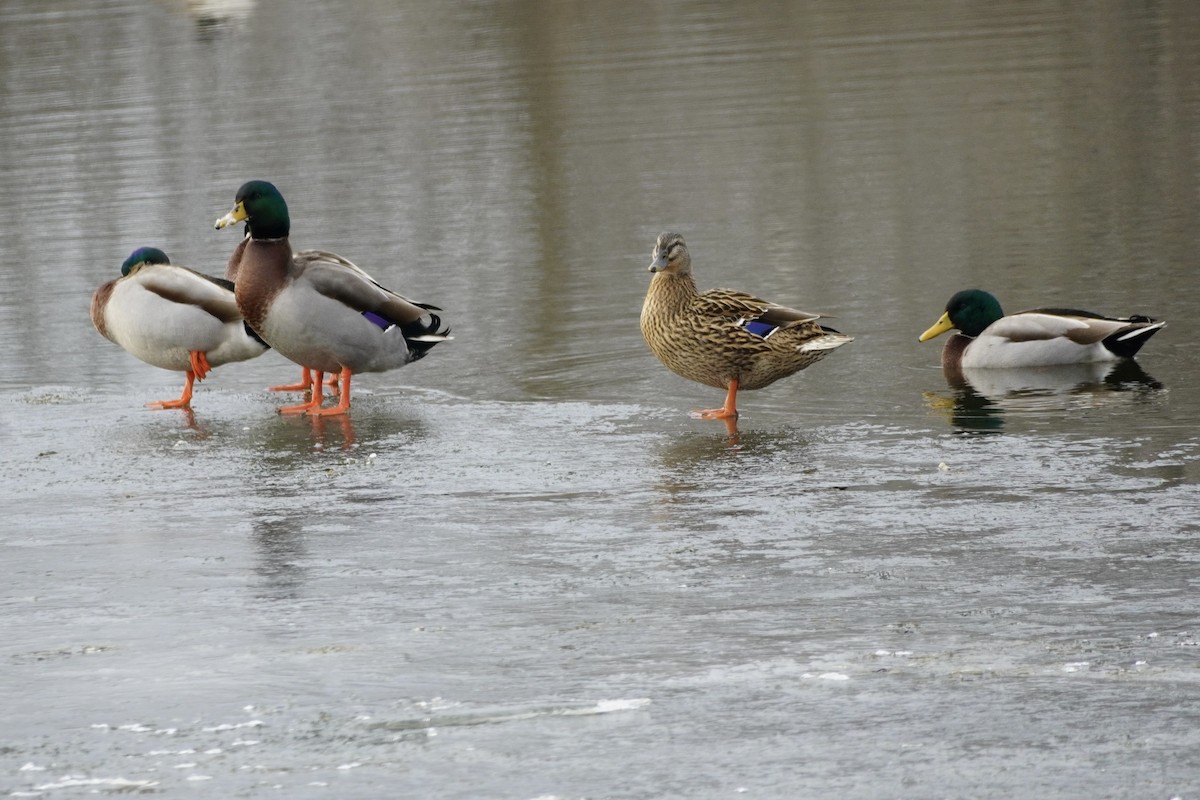 Mallard - ML647182439