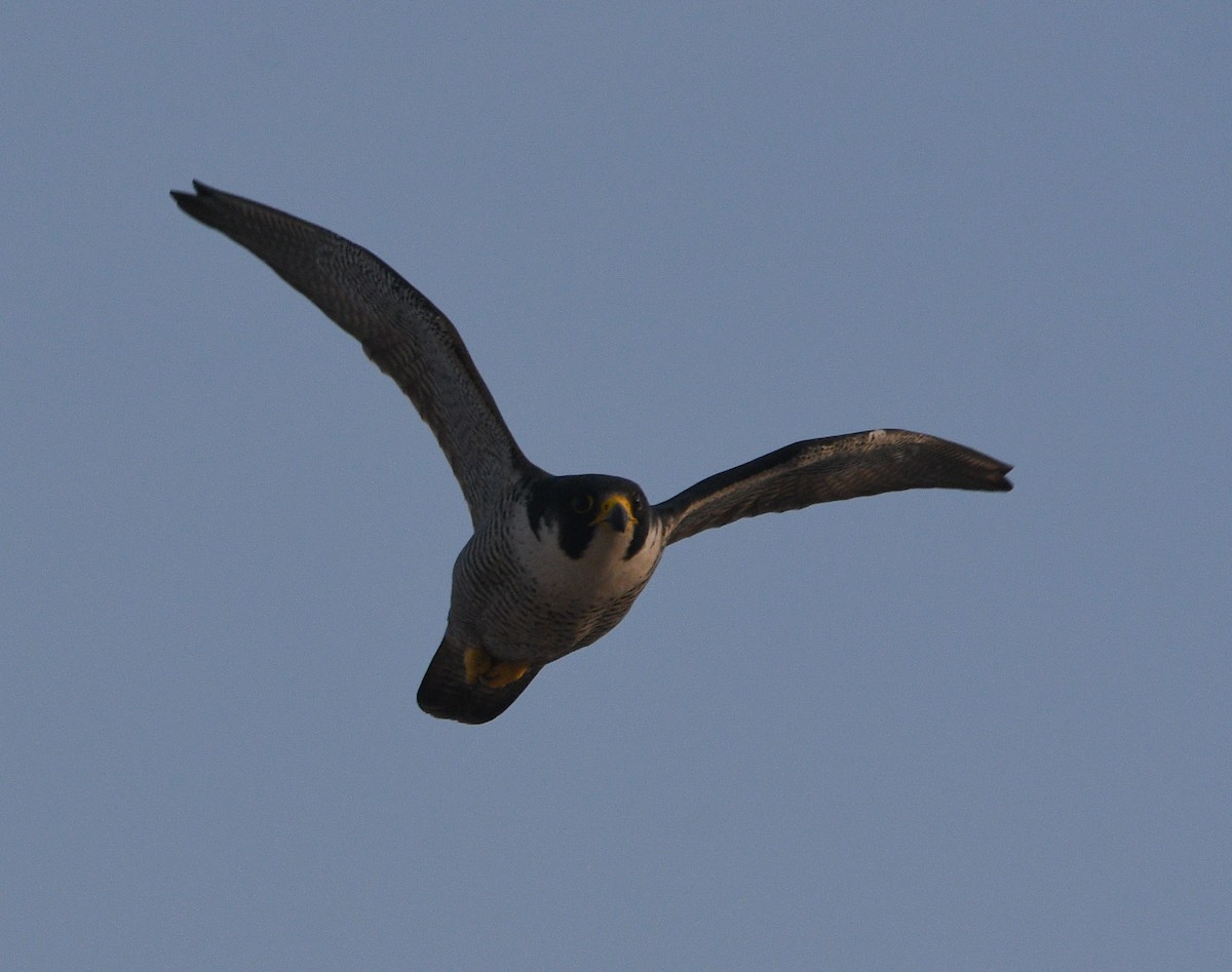 Peregrine Falcon - ML647182442
