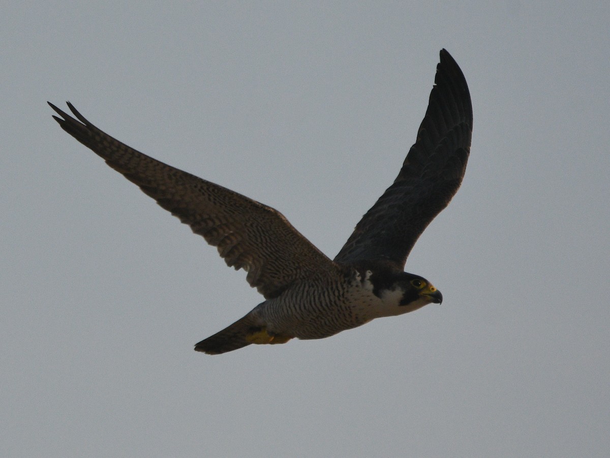 Peregrine Falcon - ML647182443