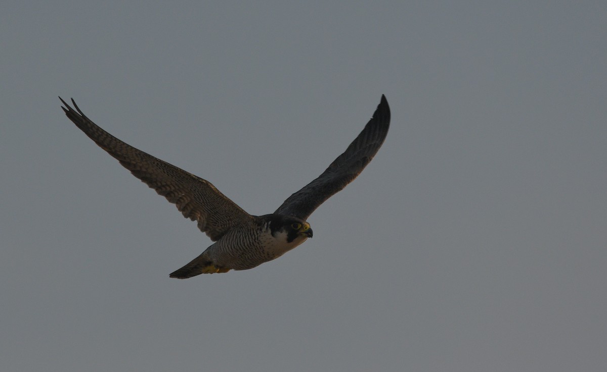Peregrine Falcon - ML647182444
