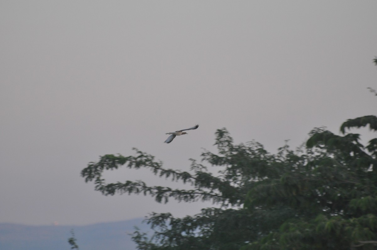 Jacana à longue queue - ML647182466