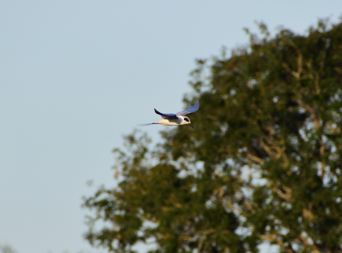 Forster's Tern - ML647182478