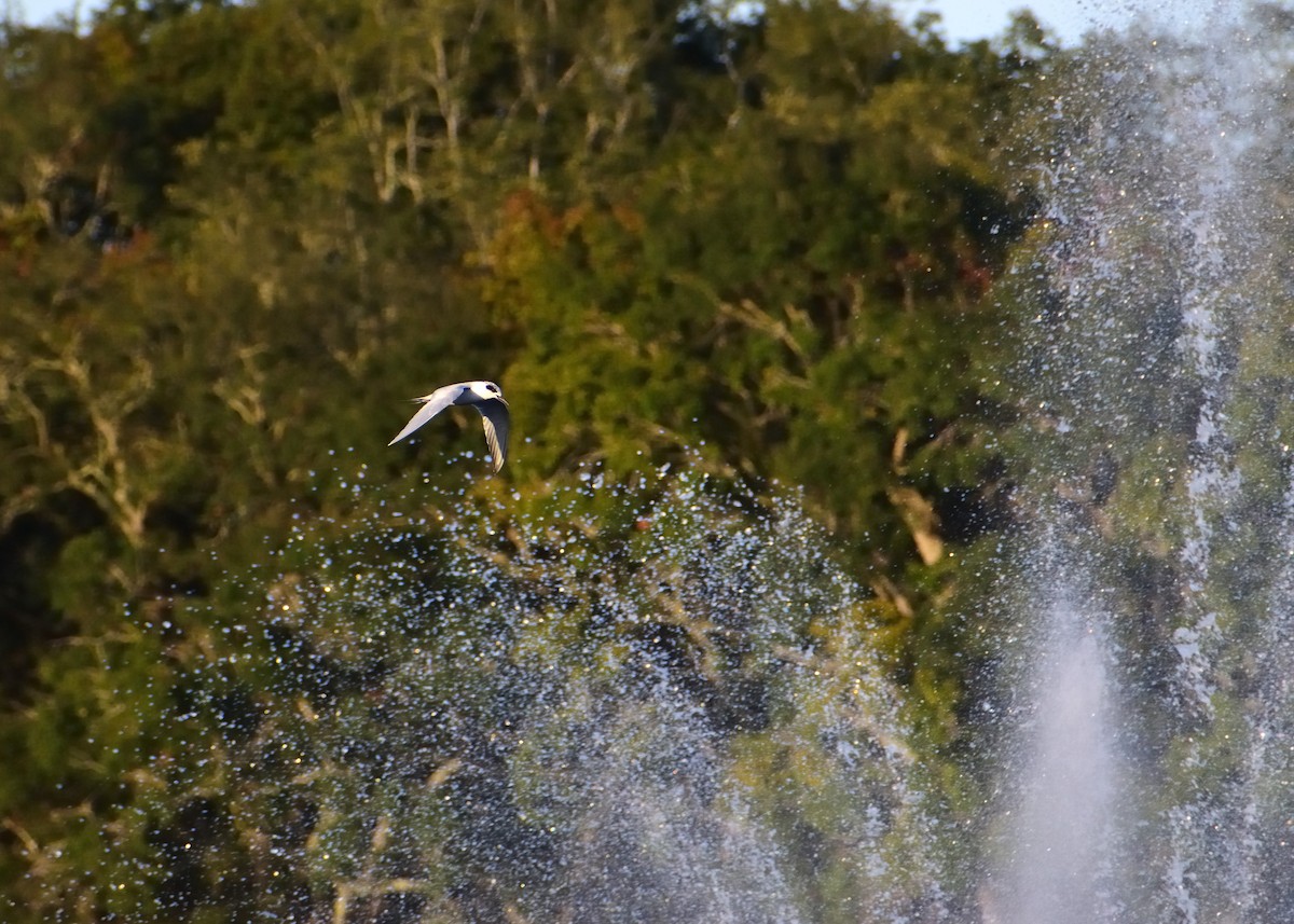 Forster's Tern - ML647182479