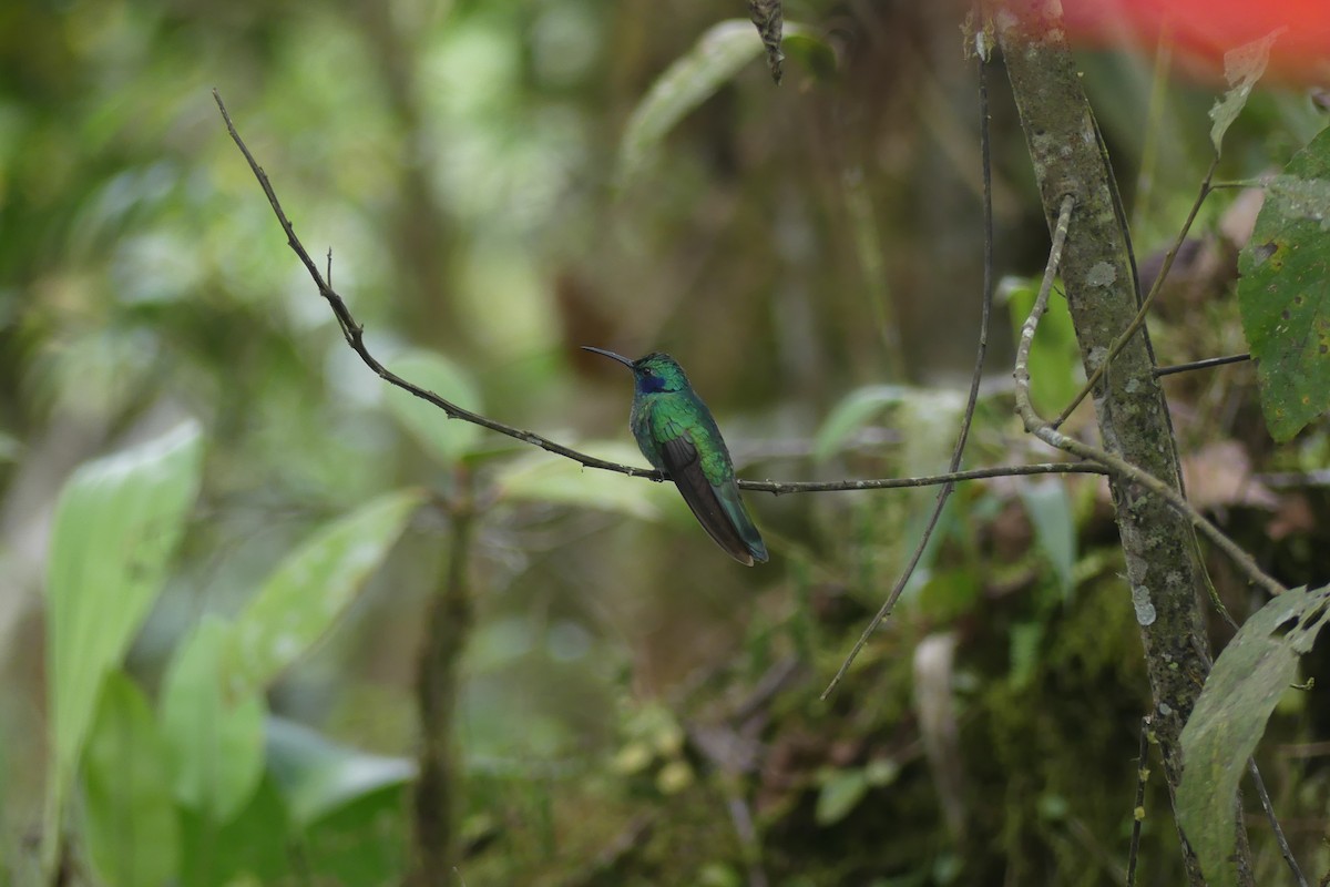 Lesser Violetear - ML647182485