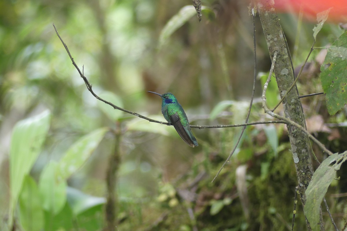 Lesser Violetear - ML647182486