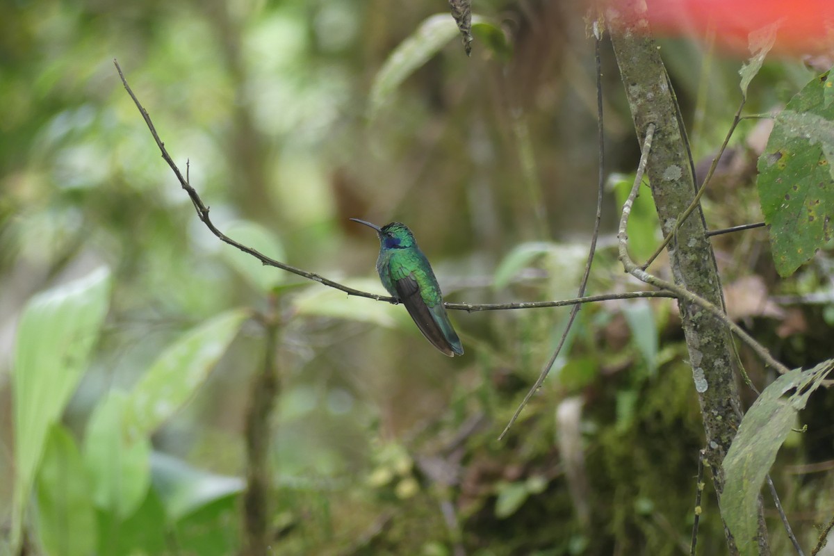 Lesser Violetear - ML647182487