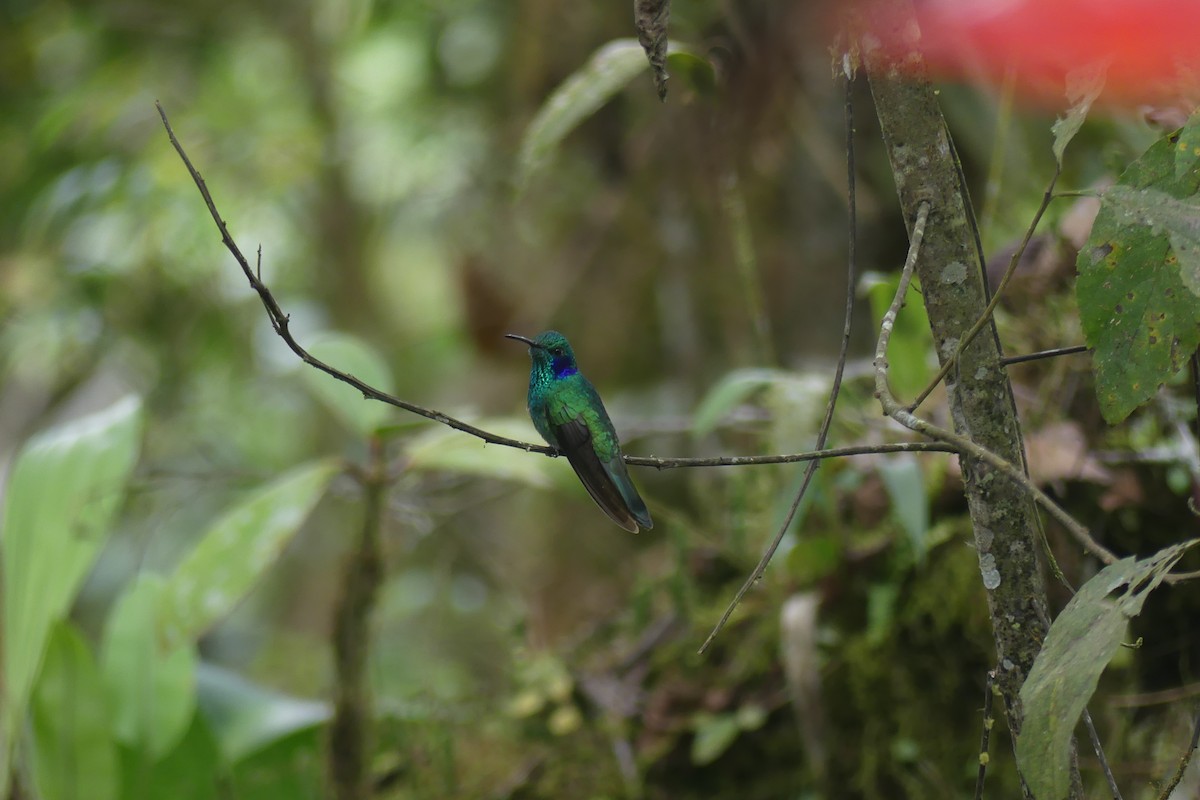 Lesser Violetear - ML647182488