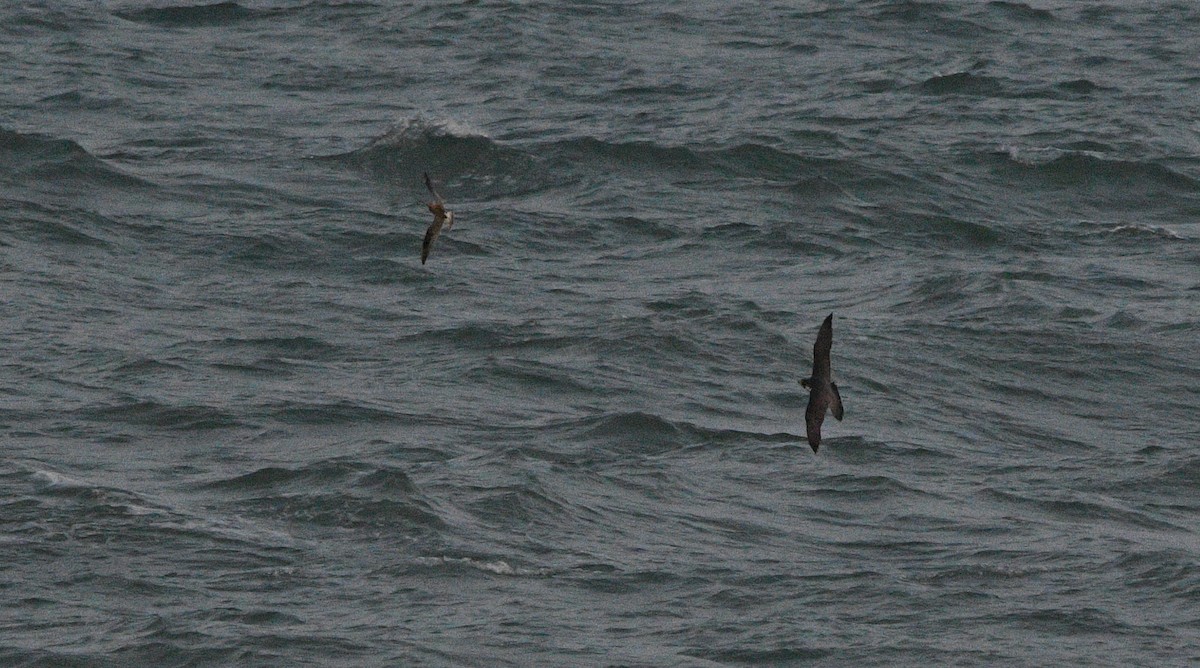 Peregrine Falcon - ML647182492