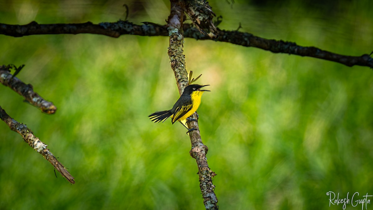 Common Tody-Flycatcher - ML647182493