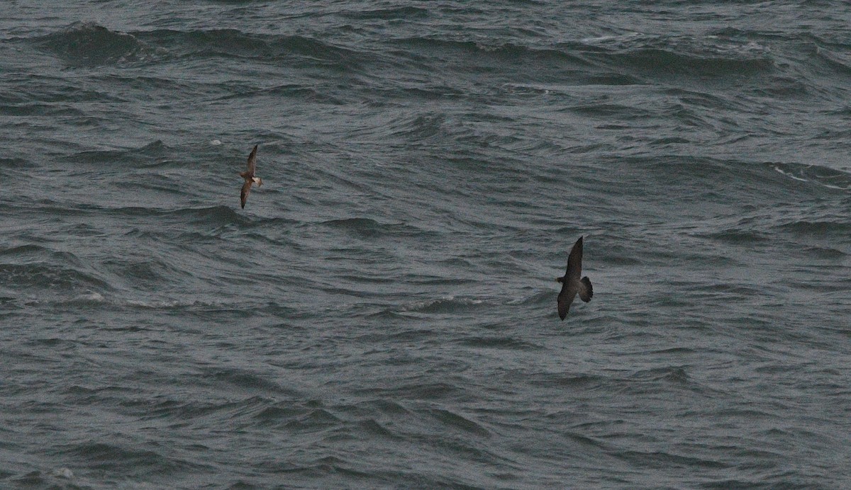 Peregrine Falcon - ML647182494