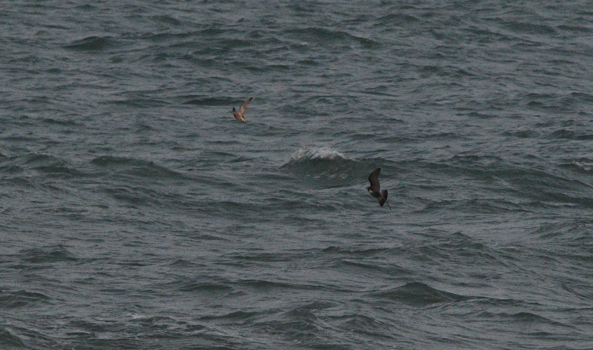 Peregrine Falcon - ML647182495