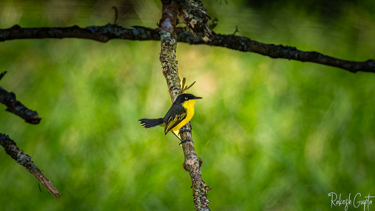 Common Tody-Flycatcher - ML647182496