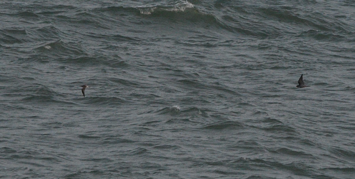 Peregrine Falcon - ML647182497