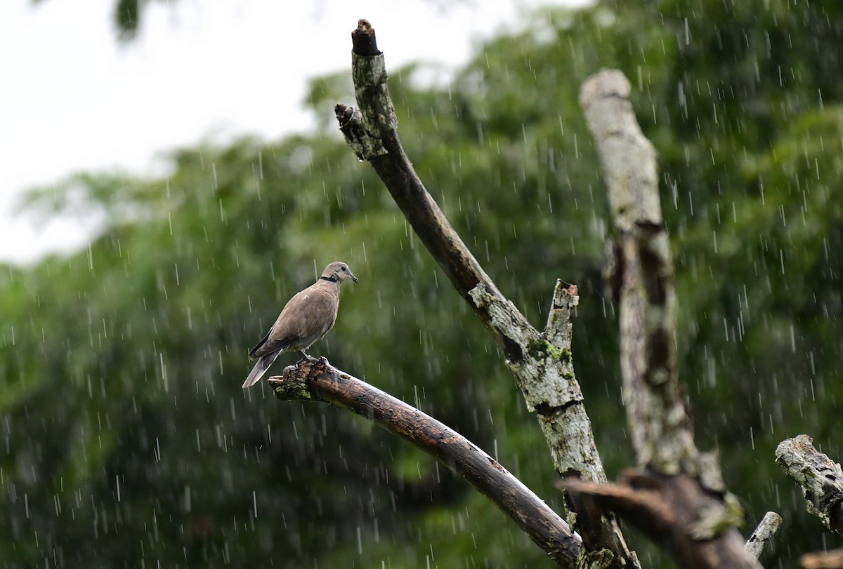 Red Collared-Dove - ML647182499