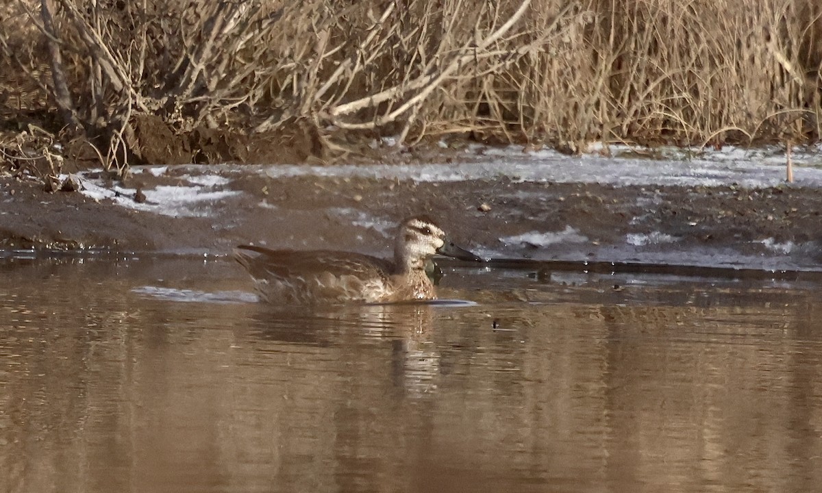 白眉鴨 - ML647182500