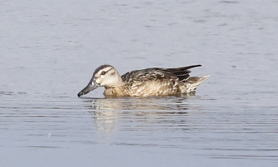 白眉鴨 - ML647182501