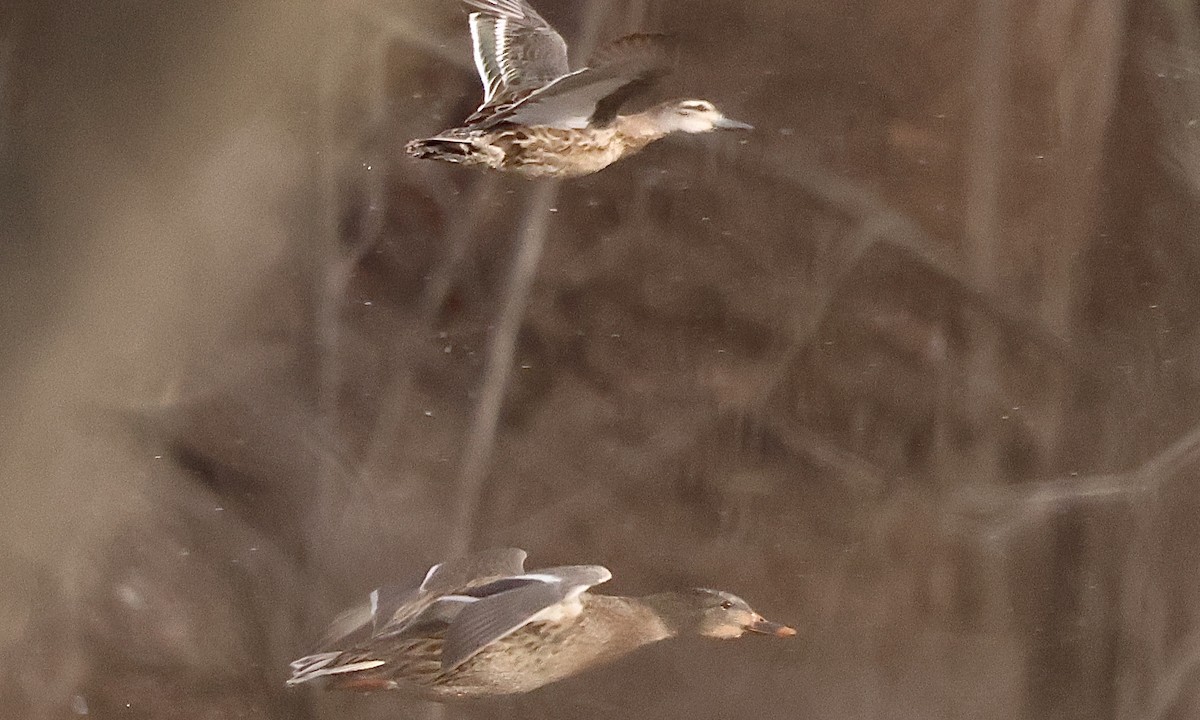 白眉鴨 - ML647182502