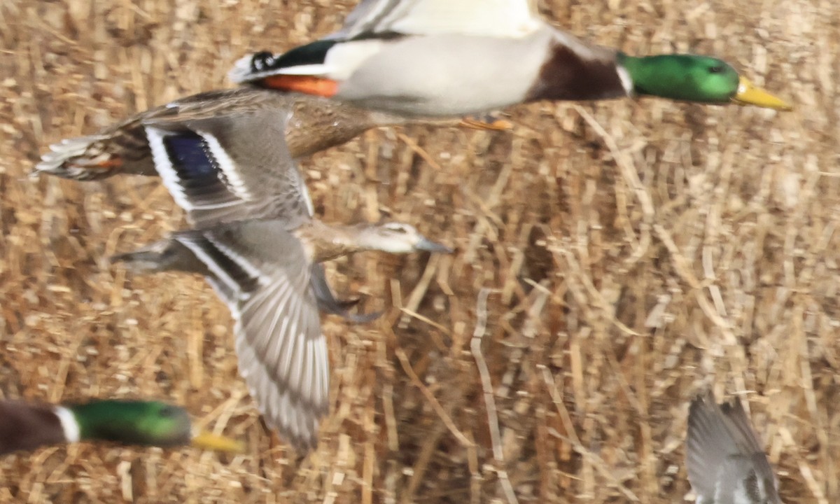 白眉鴨 - ML647182503