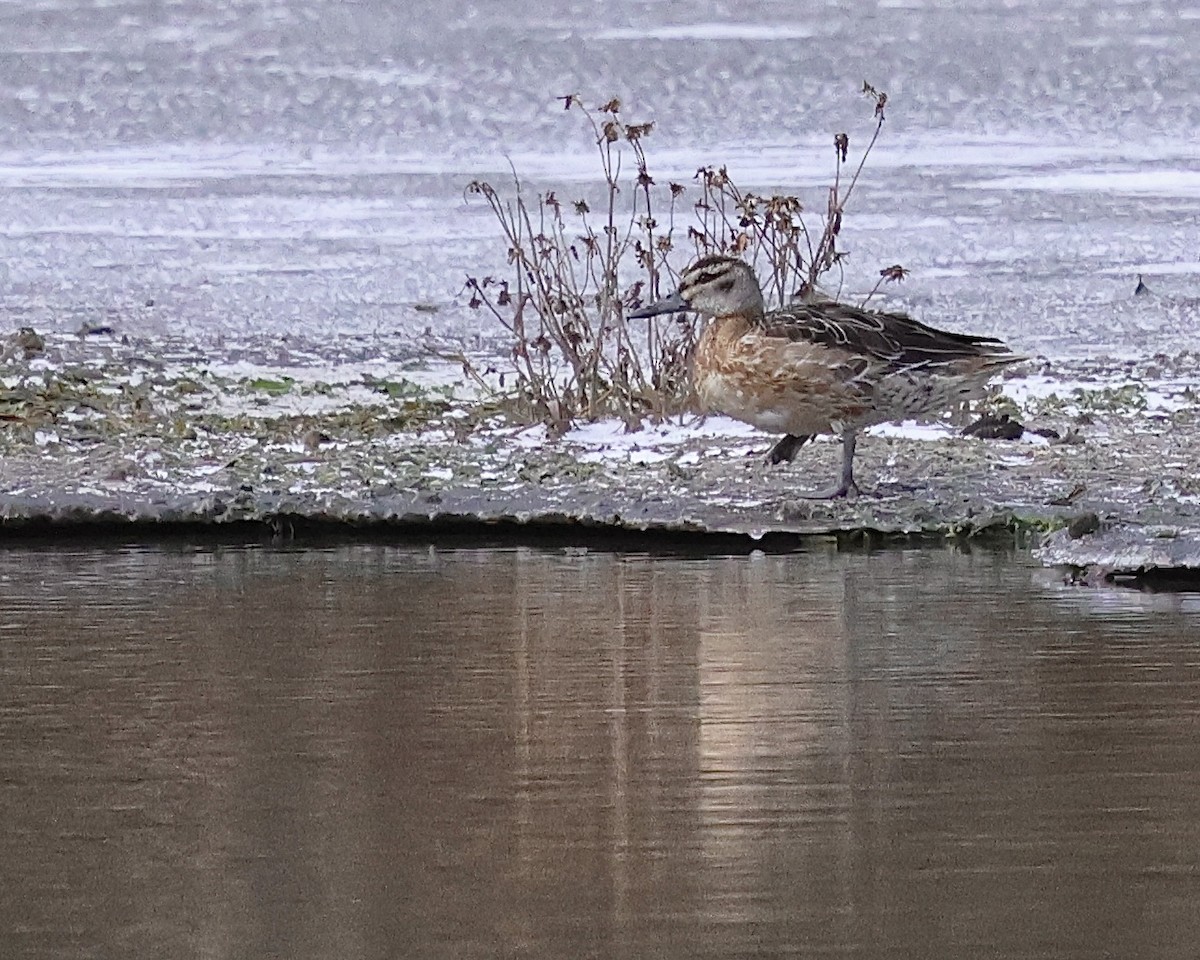 白眉鴨 - ML647182504