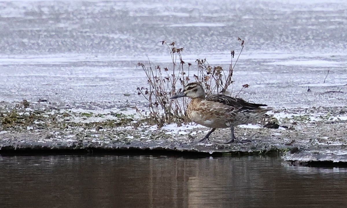 白眉鴨 - ML647182505