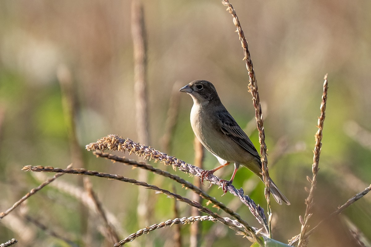 Black-headed Bunting - ML647182517