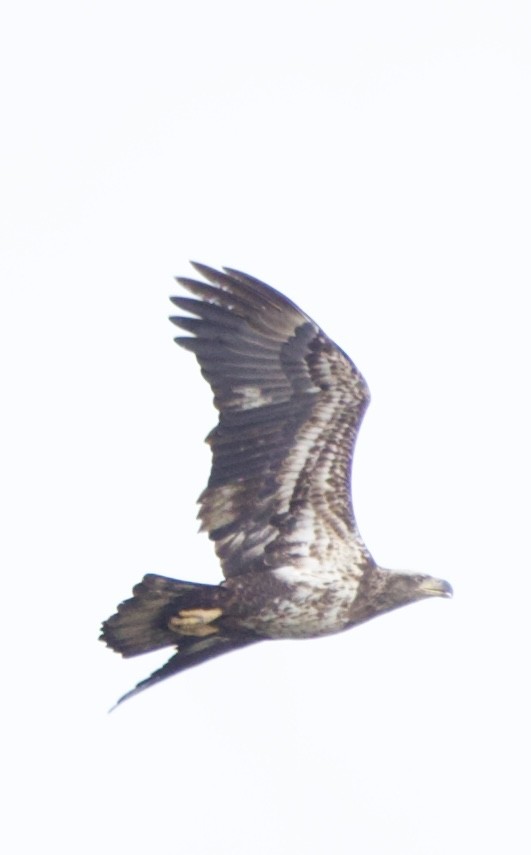 Bald Eagle - ML647182518