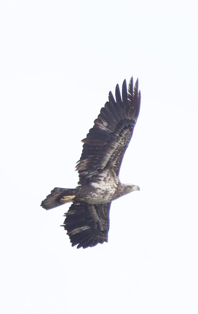 Bald Eagle - ML647182519