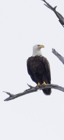 Bald Eagle - ML647182520