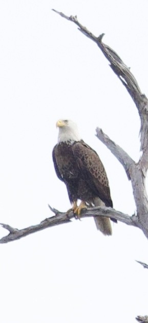 Bald Eagle - ML647182521