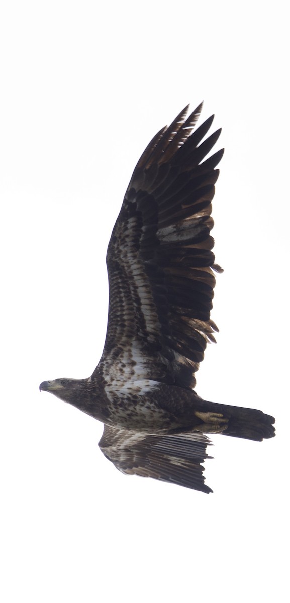 Bald Eagle - ML647182522