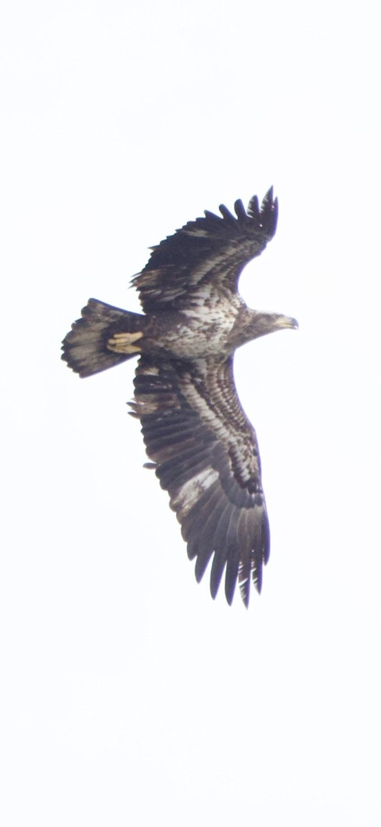 Bald Eagle - ML647182523