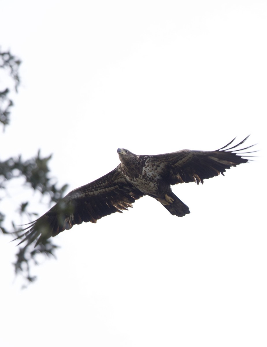 Bald Eagle - ML647182524
