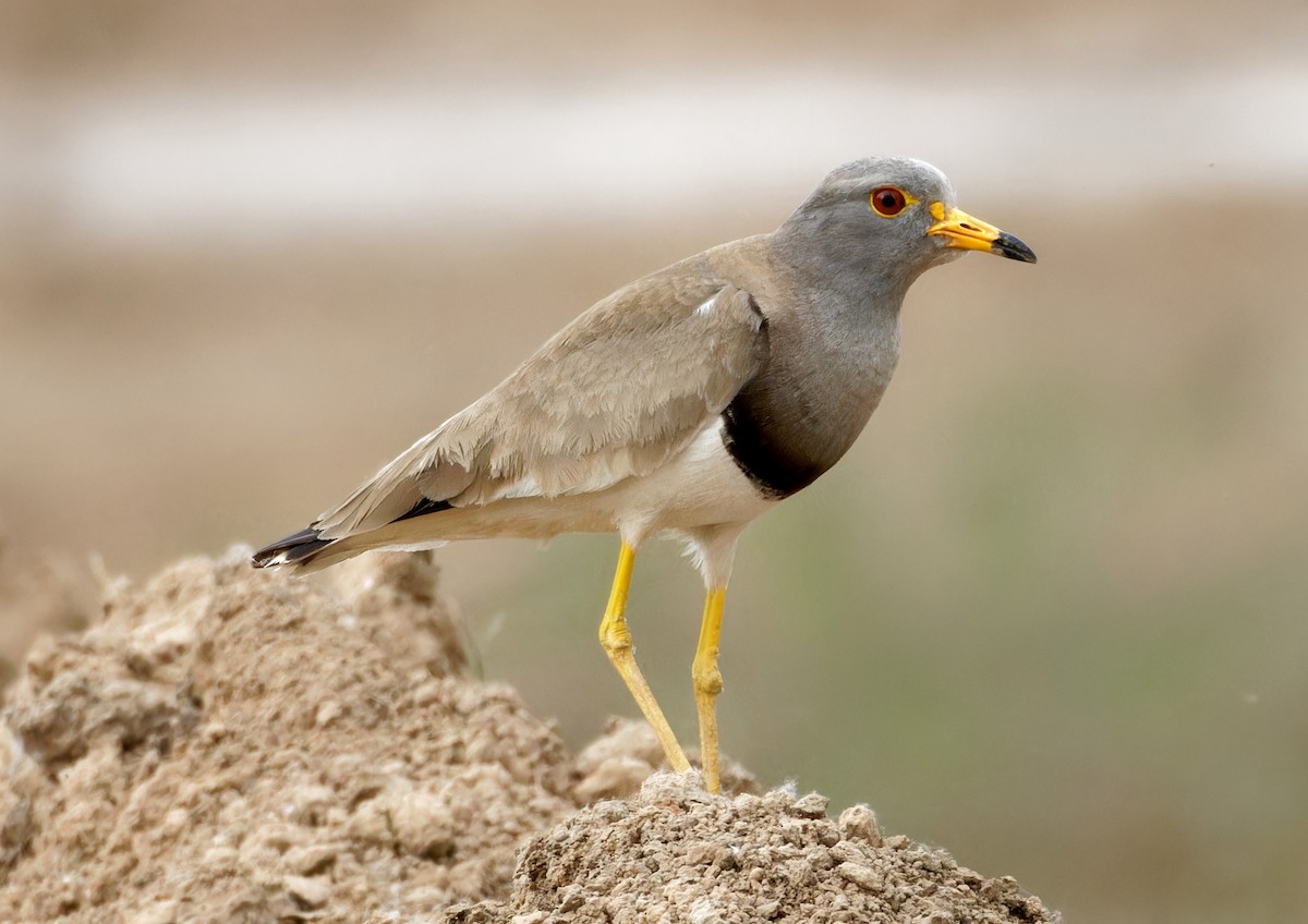 Gray-headed Lapwing - ML647182532