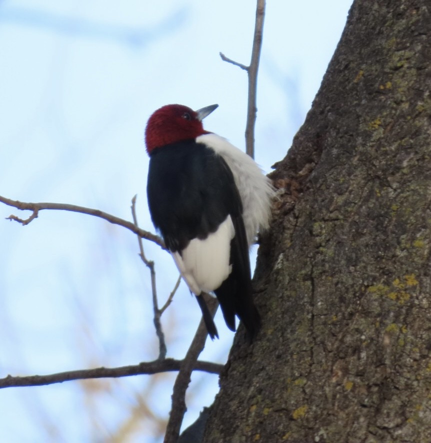 Red-headed Woodpecker - ML647182549