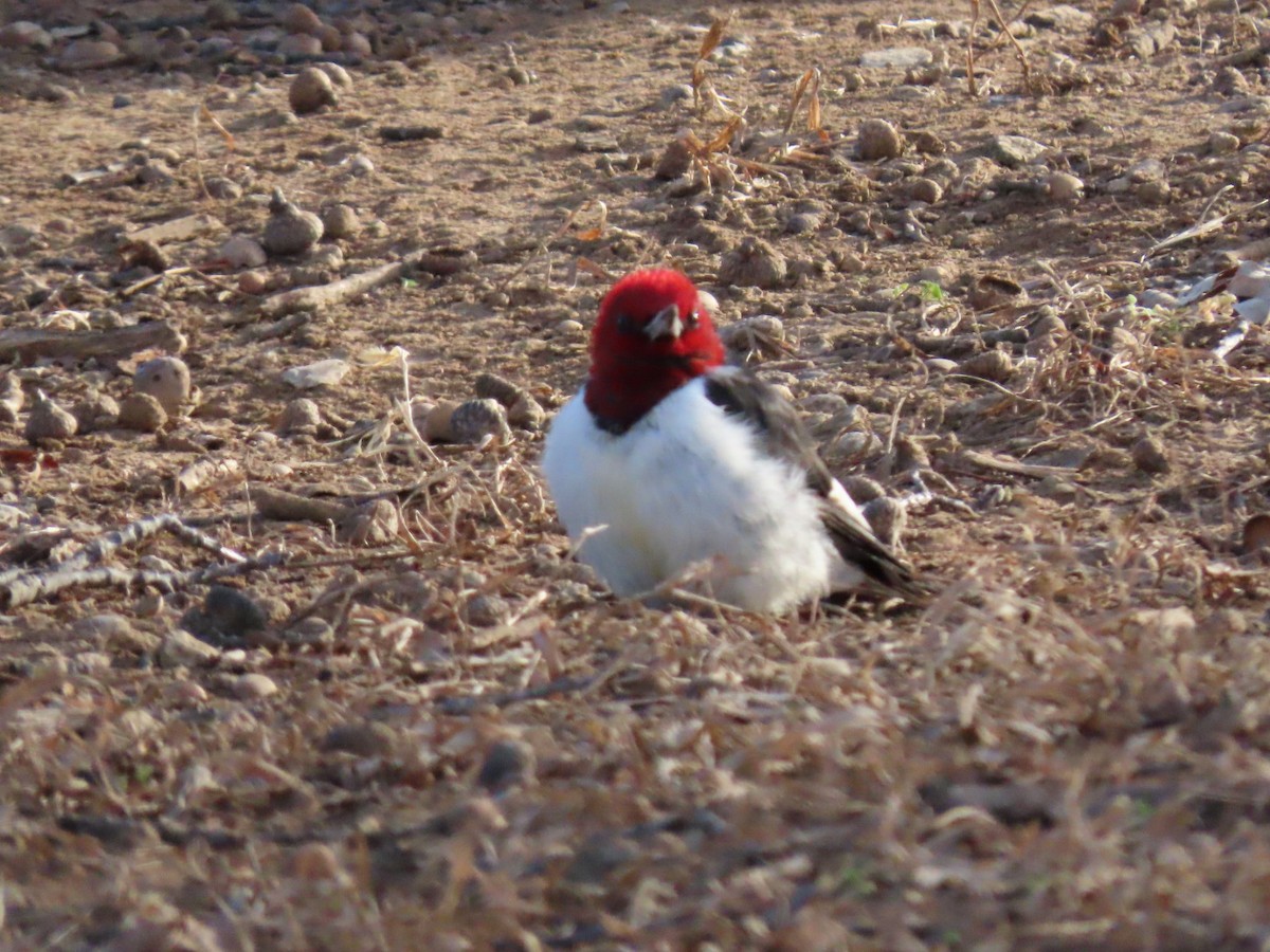 Red-headed Woodpecker - ML647182550