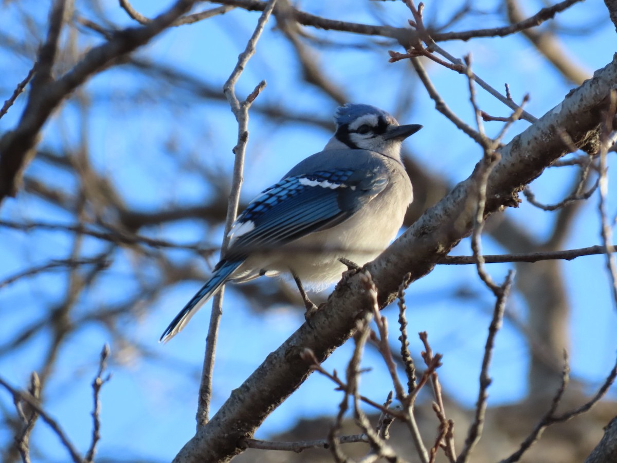 Blue Jay - ML647182570