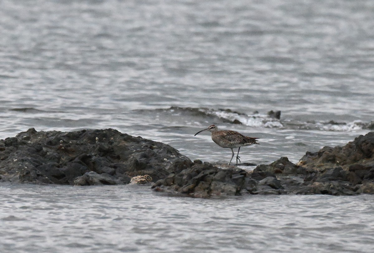 Eurasian Whimbrel - ML647182576