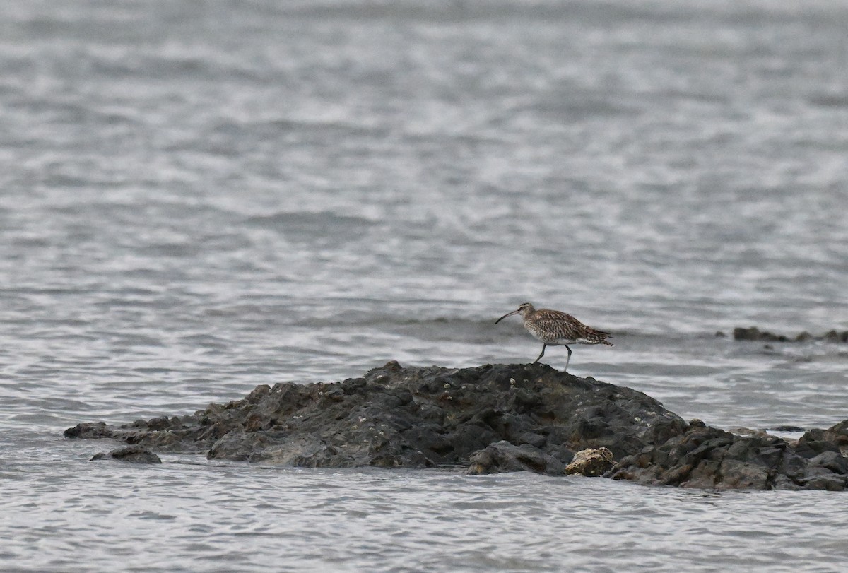 Eurasian Whimbrel - ML647182580
