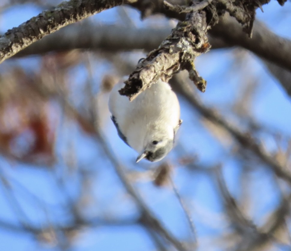 White-breasted Nuthatch - ML647182583