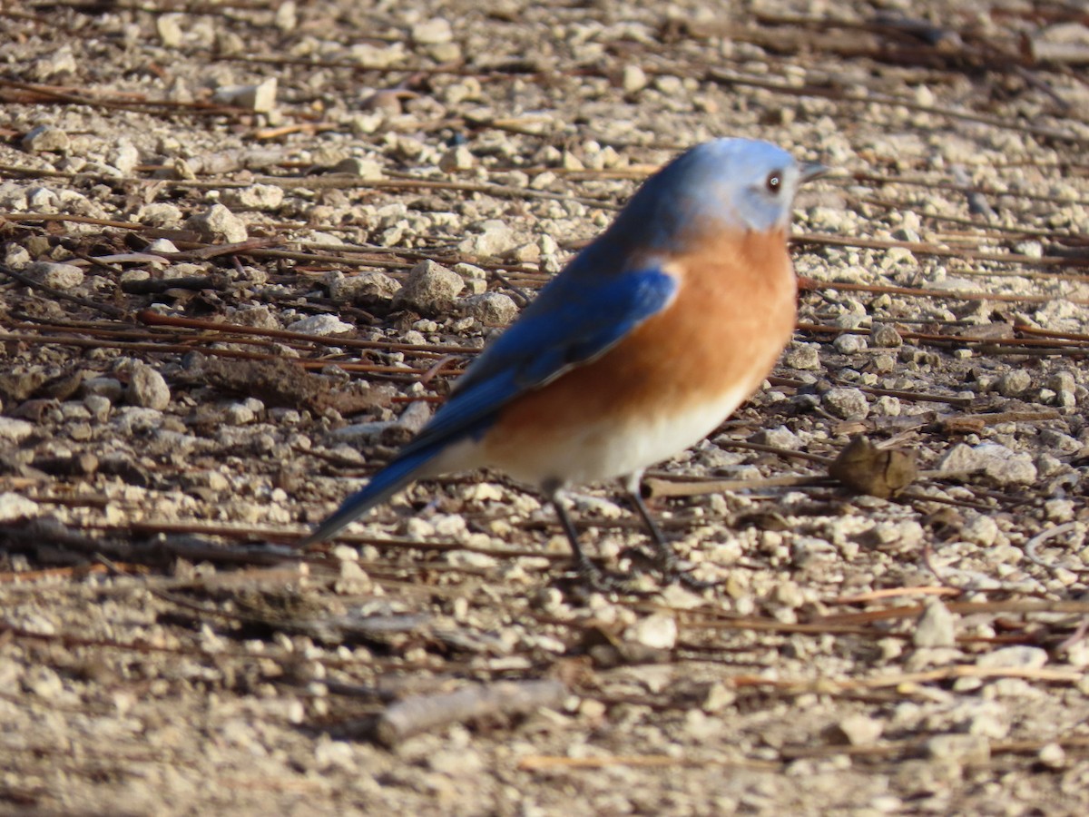 Eastern Bluebird - ML647182585