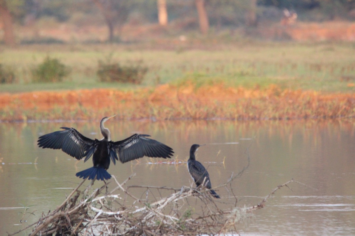 Oriental Darter - ML647182586